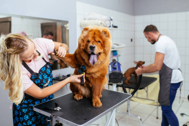 dog grooming shop consulting